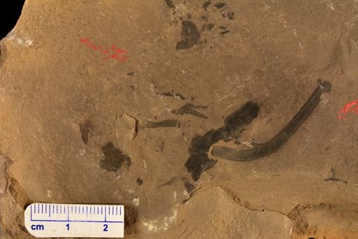 Hostinella sp.