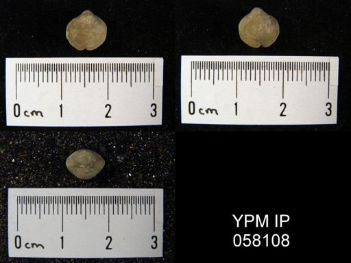 Nucleospira ventricosa