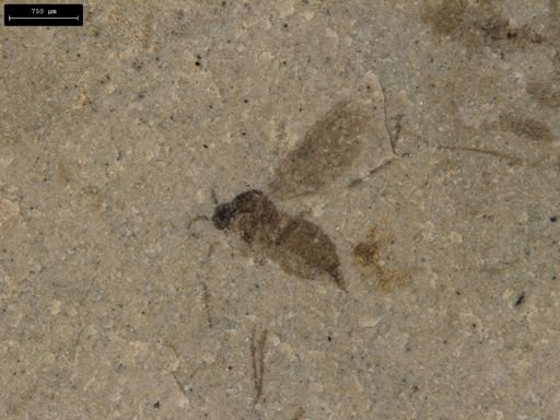Ichneumonoidea