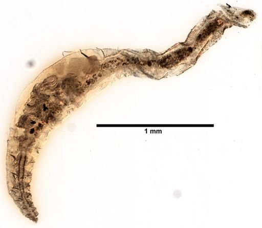 Tubificoides intermedius