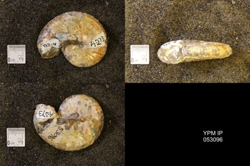 Discoscaphites conradi