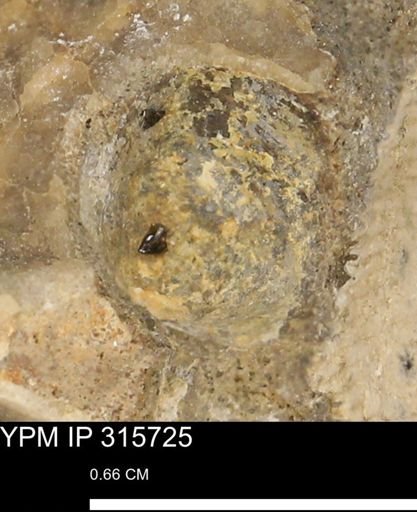 Mollusca