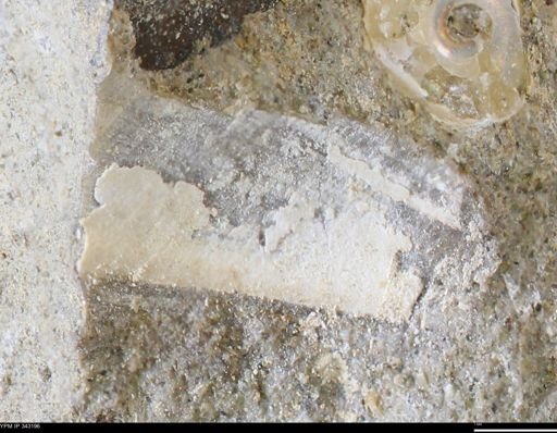 undet. Bivalvia