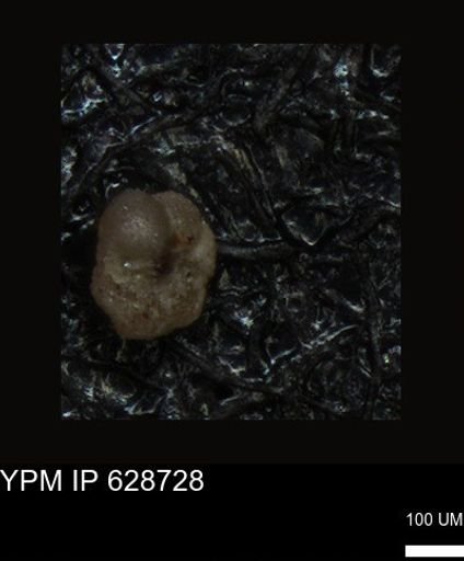 undet. Foraminiferida
