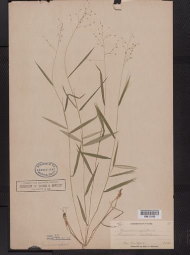 Panicum dichotomum