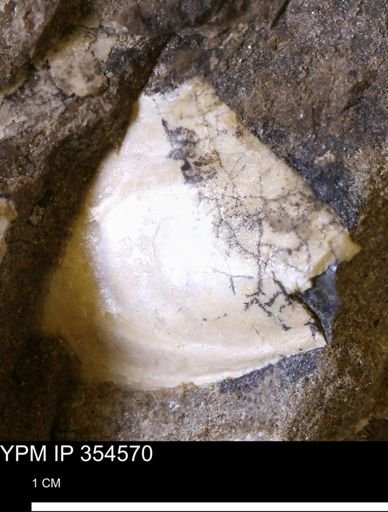 Pseudoptera subtortuosa