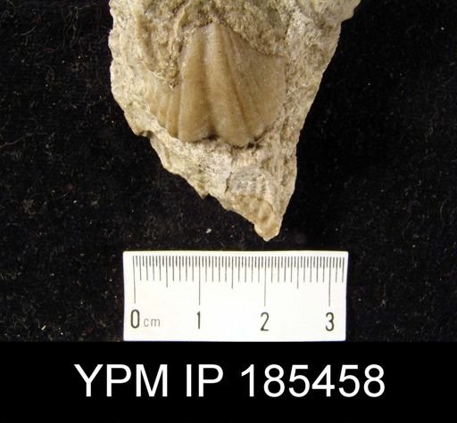 Spirifer gregarius