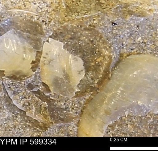 Protocardia subquadrata