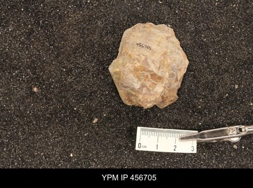 Scaphites ventricosus stantoni