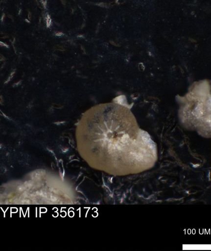 undet. Foraminiferida