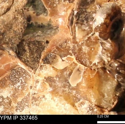Hoploscaphites sp.