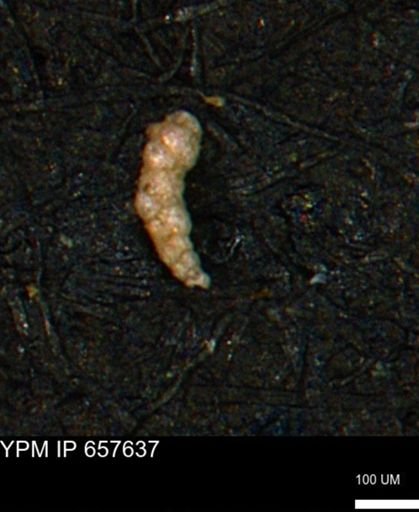 Verneuilinoides kansasensis