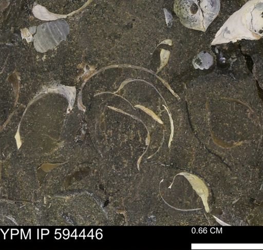 undet. Bivalvia