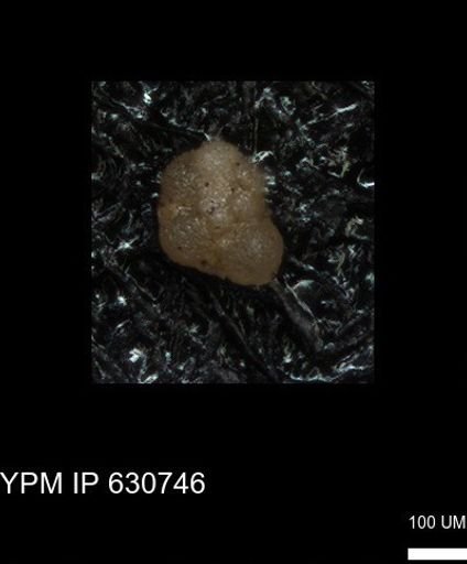undet. Foraminiferida
