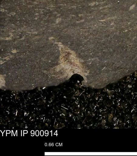 undet. Mollusca