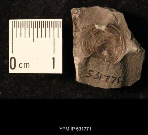 Orbiculoidea lodiensis media