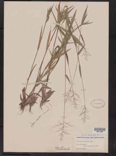 Panicum lanuginosum