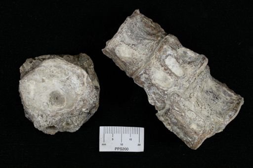 undet. Ichthyodectidae