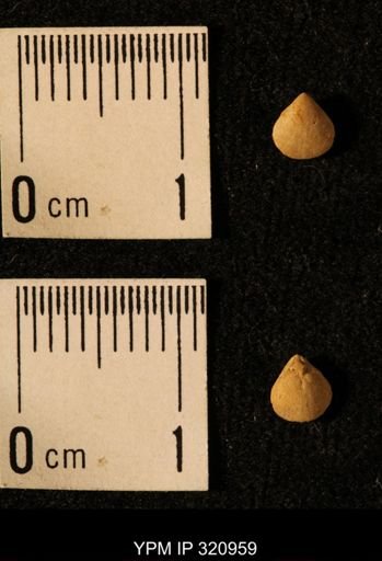 Dielasma elongatum
