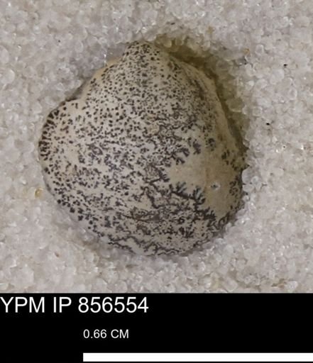 Protocardia sp.
