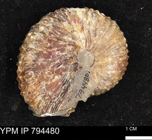 Hoploscaphites