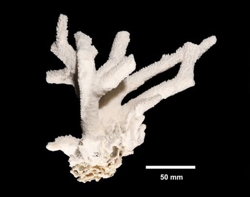 Acropora formosa