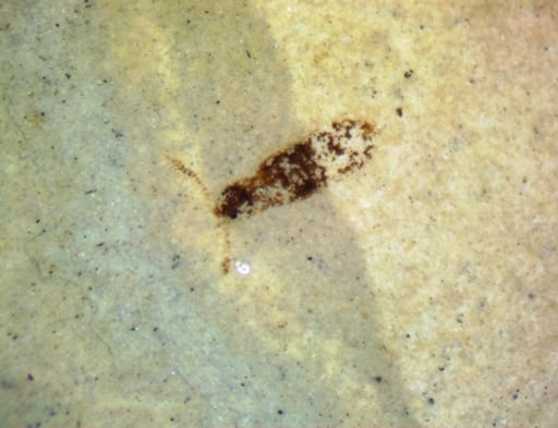 undet. Coleoptera