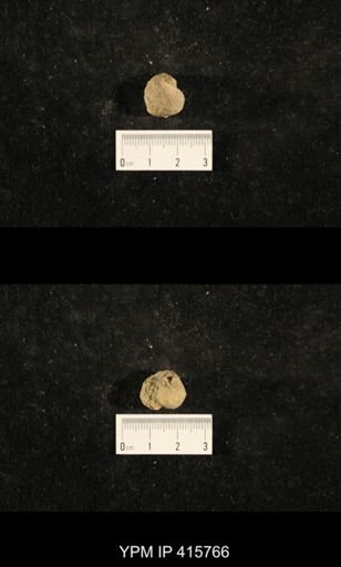 Euphemites carbonarius