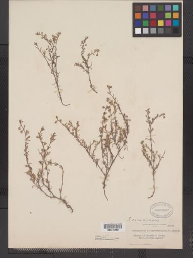 Spergularia marina
