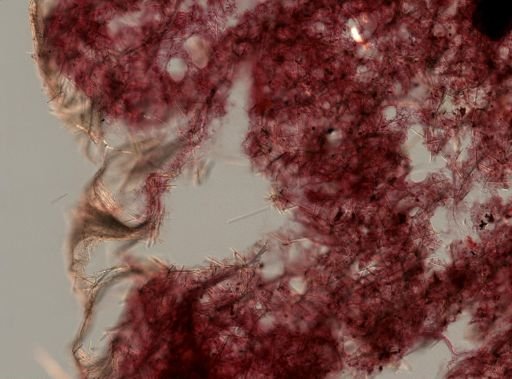 Lissodendoryx cf. isodictyalis