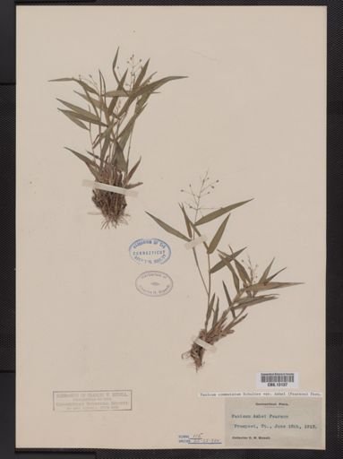 Panicum commutatum