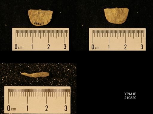 Chonetes granulifer