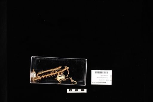 Ambystoma mexicanum
