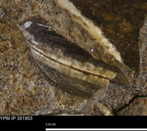 Limopsis striatopunctatus