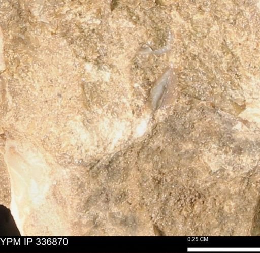 undet. Mollusca
