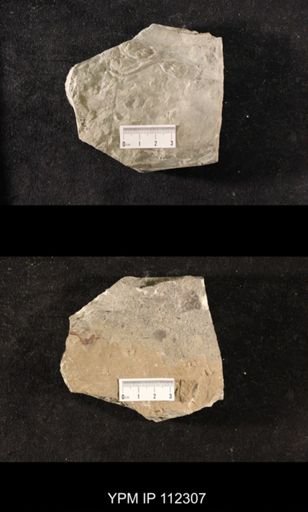 Glyptocrinus sculptus