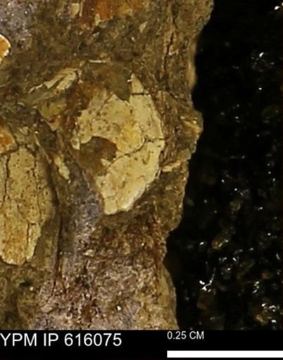 undet. Bivalvia