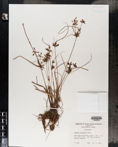 Plantae