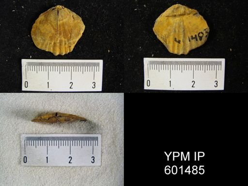Leiorhynchus sp.