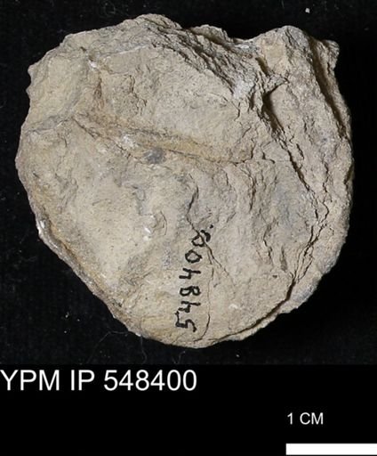 Stropheodonta callawayensis