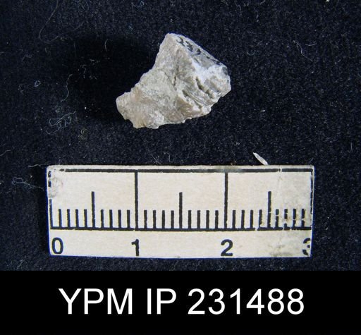 Teguliferina sp.