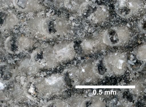 Porella acutirostris