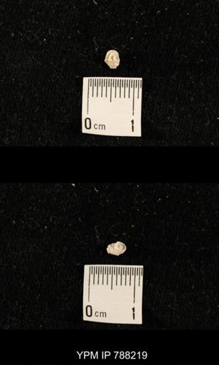 undet. Crinoidea
