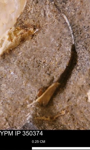 undet. Mollusca