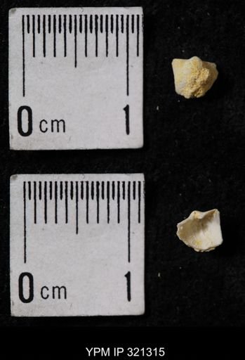 Ambocoelia umbonata