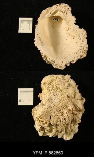 Chama macerophylla