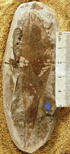 Proteoides daphnogenoides