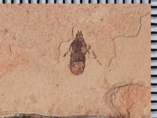 Muscoidea?