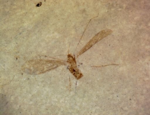 undet. Nematocera