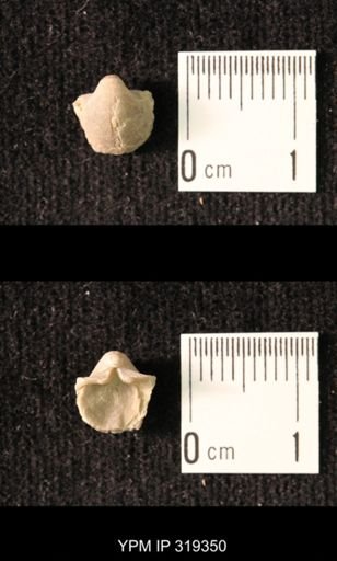 Ambocoelia planoconvexa